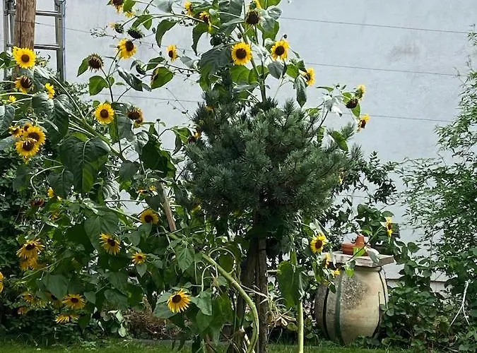 Mady Adultes Only Panzió